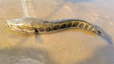 eporneErrR SEO Lead - dapatkan tips coding python fish hunter terbaru image 1